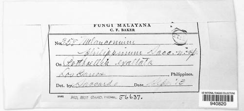 Melanconium philippinum image